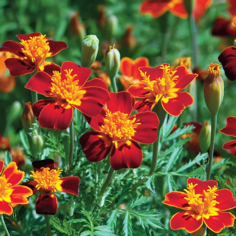 Red Gem Marigold Seeds – 50 Count – Edible Flowers Long-Blooming Annual - Image 1