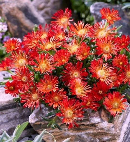 Red Ice Plant Live Plant - Red Flowering Ground Cover in 4 Inch Pot - Image 1