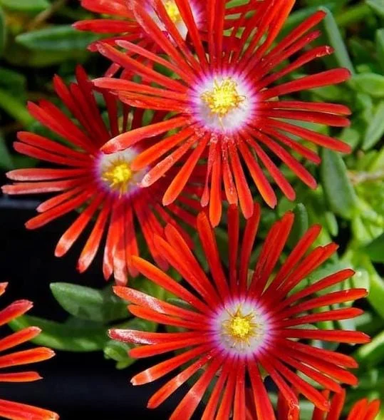 Red Ice Plant Live Plant - Red Flowering Ground Cover in 4 Inch Pot - Image 2