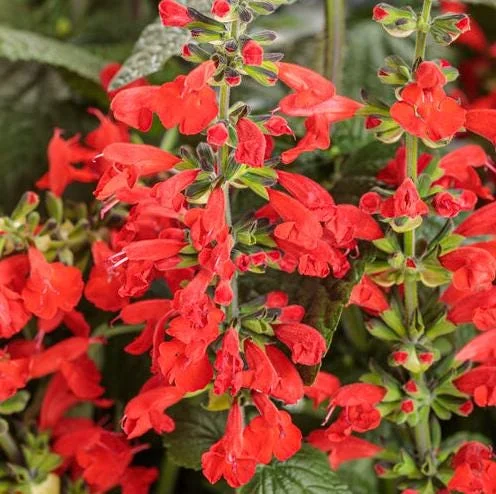 Red Salvia Live Plant - Fragrant Perennial Sage - 2 Plants in 4 Inch Pot - Outdoor Flower - Image 2