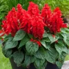 Red Salvia Live Plant - Fragrant Perennial Sage - 2 Plants in 4 Inch Pot - Outdoor Flower - Image 1