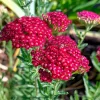 Red Yarrow Seeds 500 Count | Heirloom Achillea millefolium rubra for Pollinators - Image 1