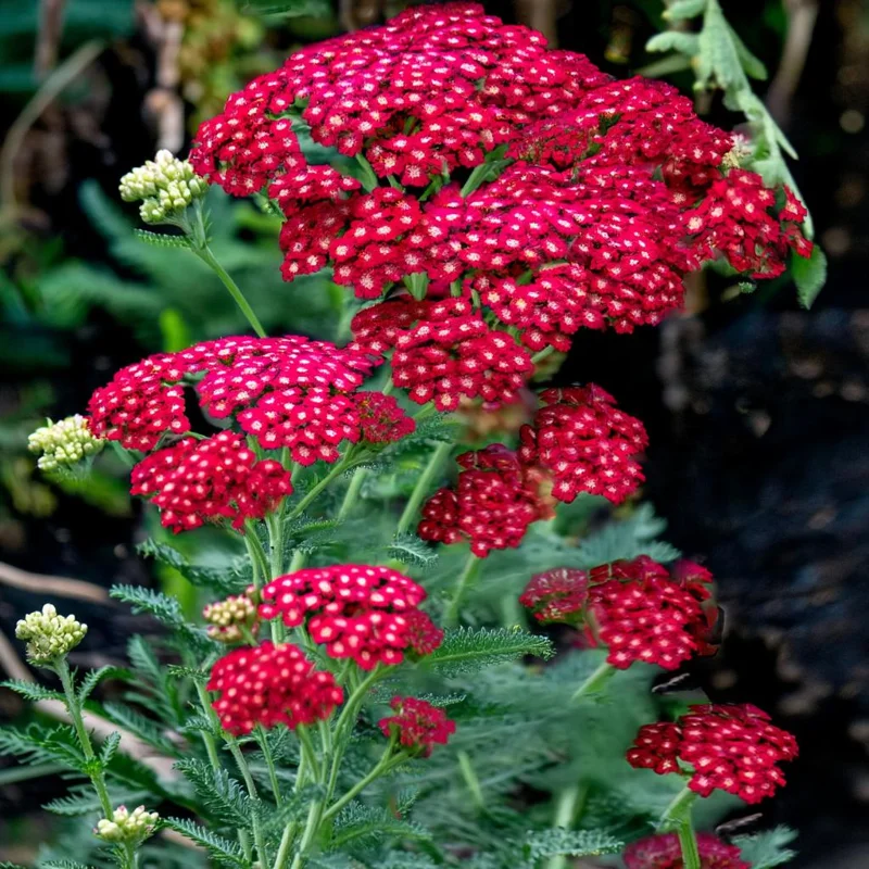 Red Yarrow Seeds 500 Count | Heirloom Achillea millefolium rubra for Pollinators - Image 2