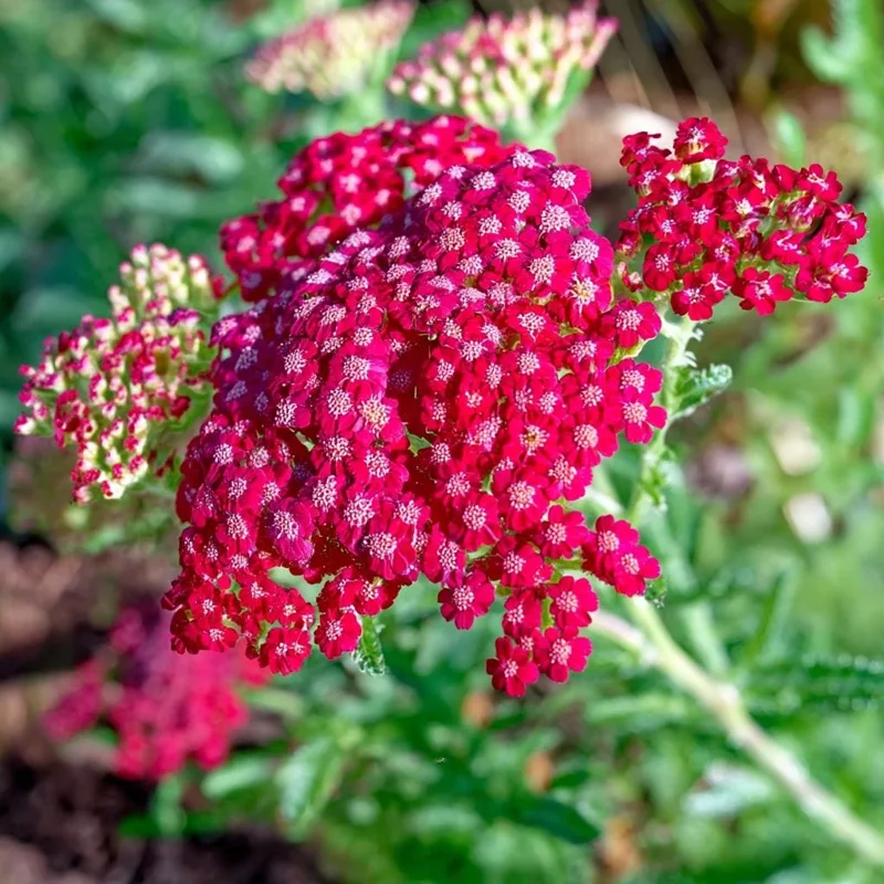 Red Yarrow Seeds 500 Count | Heirloom Achillea millefolium rubra for Pollinators - Image 3