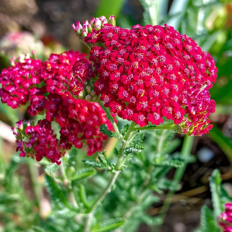 Red Yarrow Seeds 500 Count | Heirloom Achillea millefolium rubra for Pollinators - Image 4