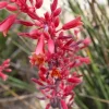 Red Yucca Live Plant – Succulent – 4 Inch Tall in 4 Inch Pot – Outdoor - Image 1