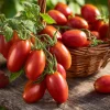 Roma VF Tomato Seeds – Classic Paste Variety – 50 Seeds – High-Yield Determinate - Image 1