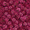 Rosie Purple Alyssum Seeds – 1500 Fragrant Violet Ground Cover Flower Seeds - Image 1