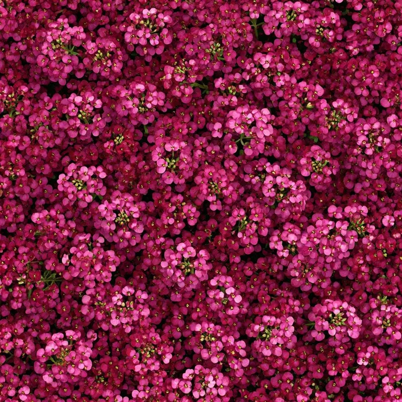 Rosie Purple Alyssum Seeds – 1500 Fragrant Violet Ground Cover Flower Seeds - Image 1