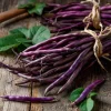 Royal Burgundy Bush Bean Seeds – Heirloom Purple Pods, 50 Seeds - Image 1