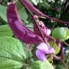 Ruby Moon Hyacinth Bean Seeds - 20 Seeds, Violet Pods & Fragrant Purple Blooms, Outdoor Vine - Image 1