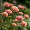 Salmon Queen Scabiosa Seeds – 50 Count – Vibrant Salmon-Pink Pincushion Flowers - Image 1