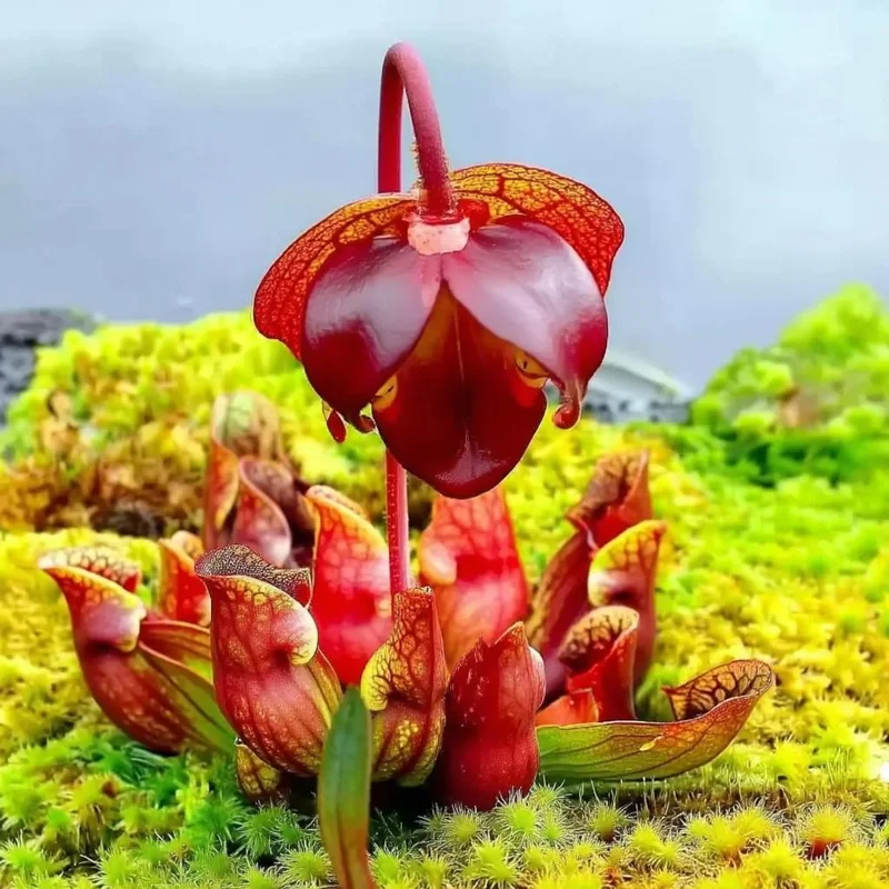 Sarracenia Purpurea Seeds - 30 Purple Pitcher Plant Seeds, Carnivorous Bog Plant - Image 2