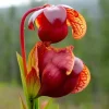 Sarracenia Purpurea Seeds - 30 Purple Pitcher Plant Seeds, Carnivorous Bog Plant - Image 1