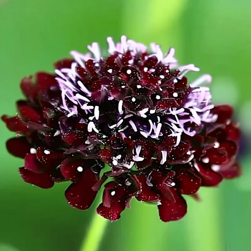 Scabiosa Black Knight Seeds - 50 Count - Deep Purple-Black Blooms - Image 2