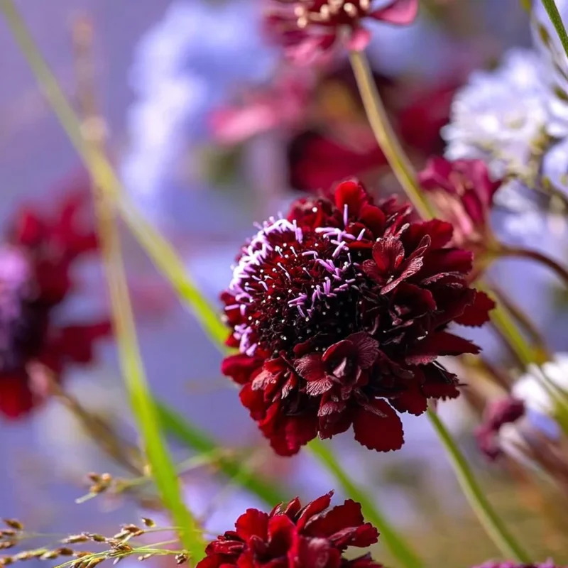 Scabiosa Black Knight Seeds - 50 Count - Deep Purple-Black Blooms - Image 3