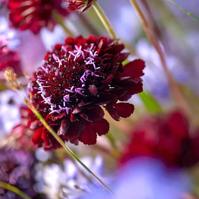 Scabiosa Black Knight Seeds - 50 Count - Deep Purple-Black Blooms - Image 4