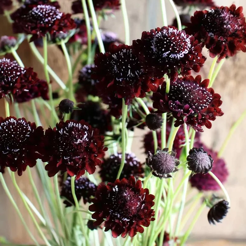 Scabiosa Black Knight Seeds - 50 Count - Deep Purple-Black Blooms - Image 1