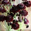 Scabiosa Black Knight Seeds - 50 Count - Deep Purple-Black Blooms - Image 1