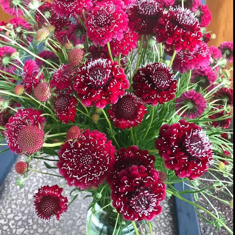 Scabiosa Fire King Seeds – 50 Seed Pack – Vibrant Red & Yellow Blooms - Image 2