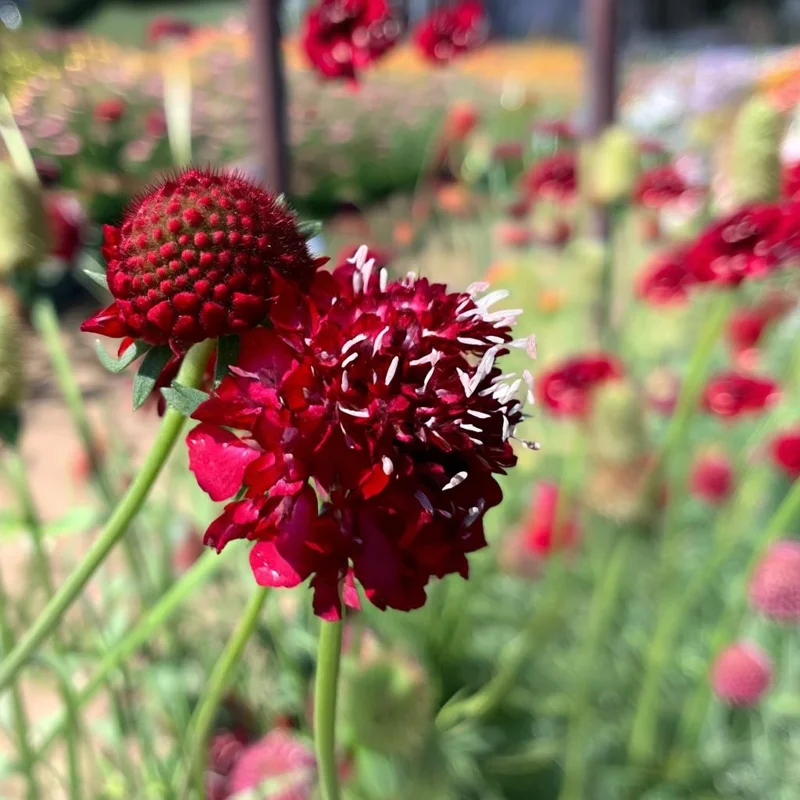 Scabiosa Fire King Seeds – 50 Seed Pack – Vibrant Red & Yellow Blooms - Image 4