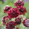 Scabiosa Fire King Seeds – 50 Seed Pack – Vibrant Red & Yellow Blooms - Image 1