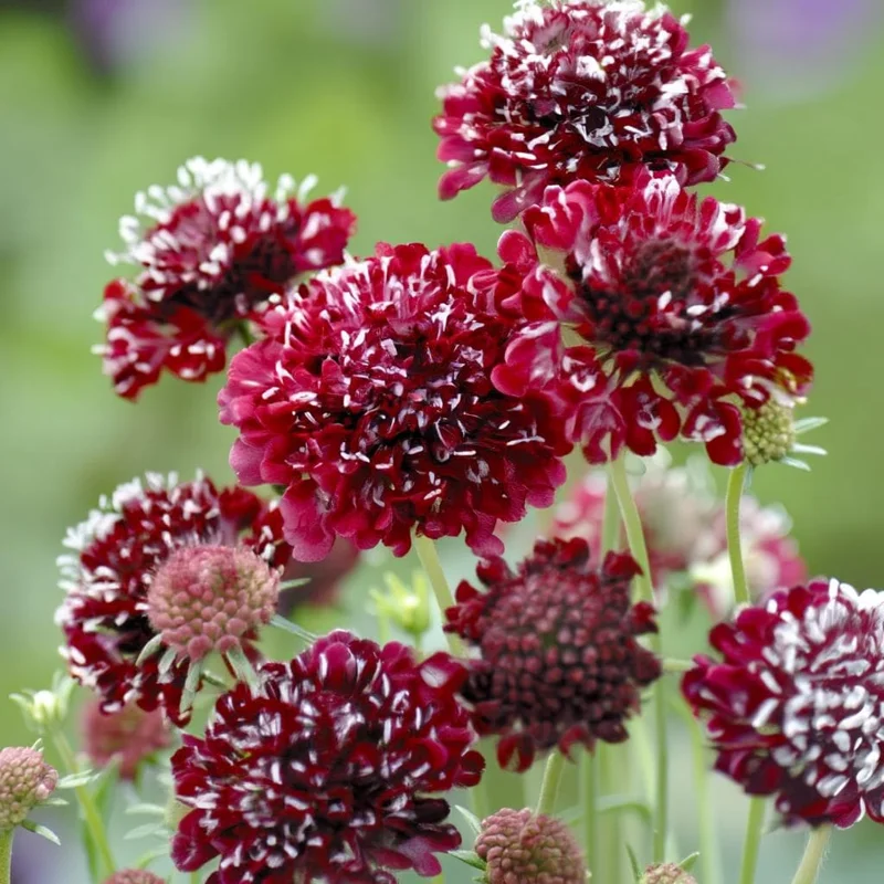 Scabiosa Fire King Seeds – 50 Seed Pack – Vibrant Red & Yellow Blooms - Image 1