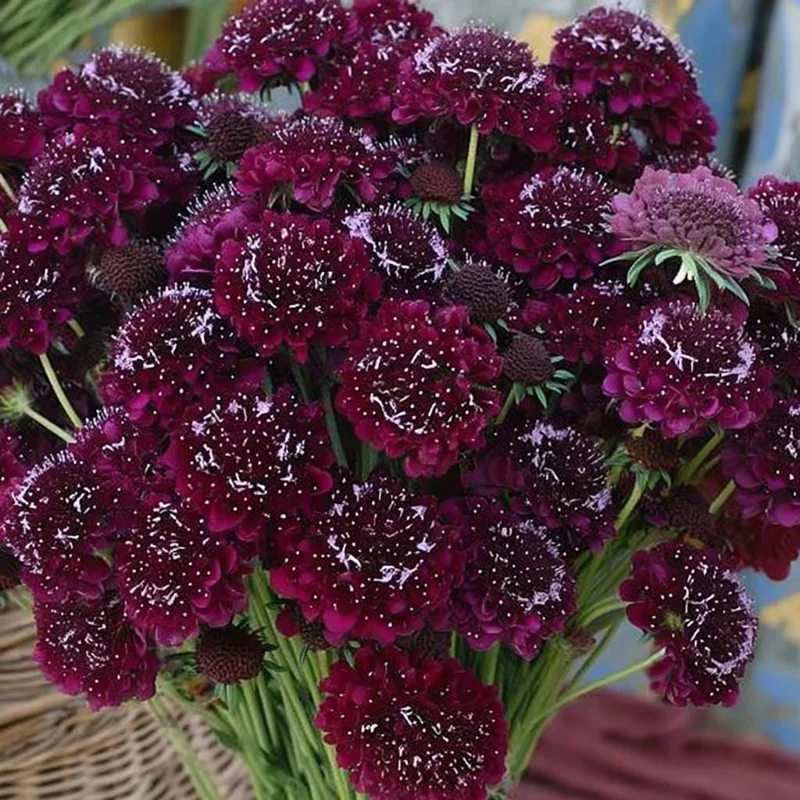 Scabiosa Merlot Red Seeds – 50 Count, Deep Red Blooms, Pollinator Friendly - Image 2