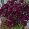Scabiosa Merlot Red Seeds – 50 Count, Deep Red Blooms, Pollinator Friendly - Image 1