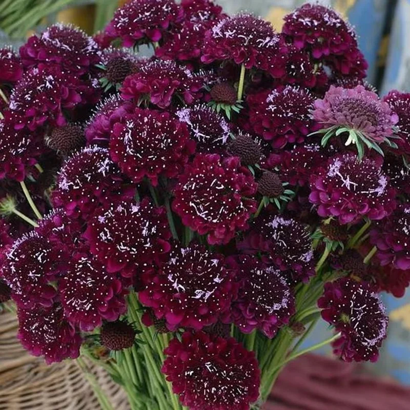 Scabiosa Merlot Red Seeds – 50 Count – Deep Red Flowers – Attracts Pollinators - Image 2