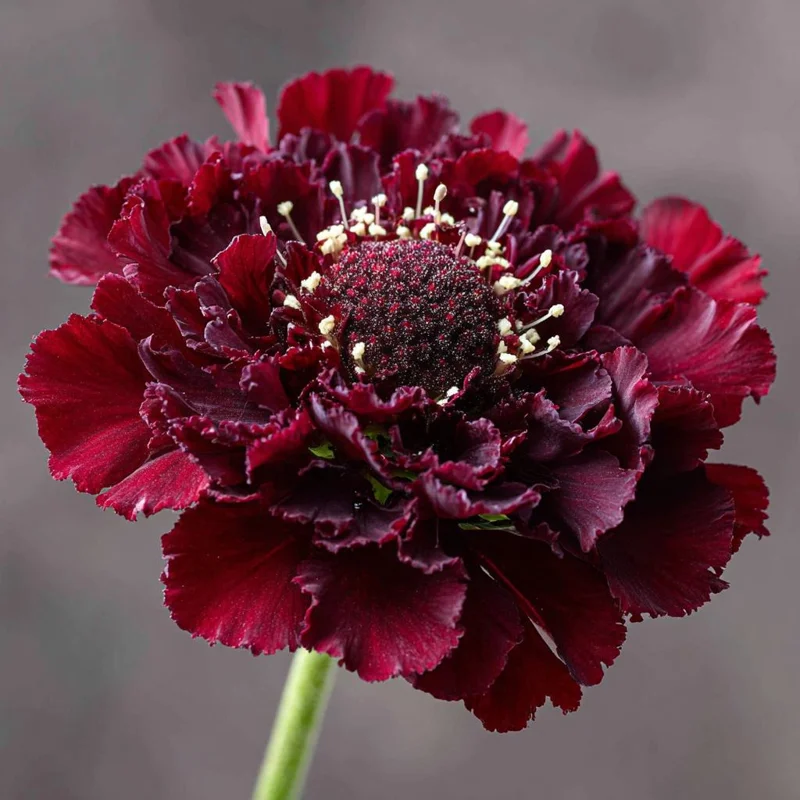 Scabiosa Merlot Red Seeds – 50 Count – Deep Red Flowers – Attracts Pollinators - Image 3