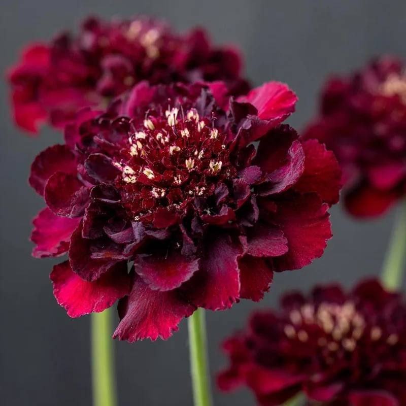 Scabiosa Merlot Red Seeds – 50 Count – Deep Red Flowers – Attracts Pollinators - Image 4