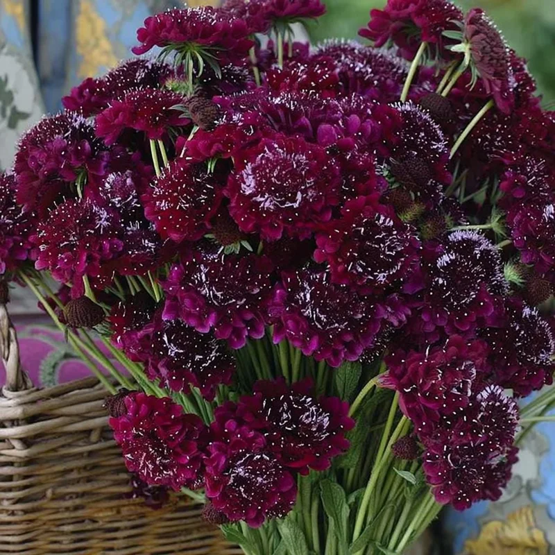 Scabiosa Merlot Red Seeds – 50 Count – Deep Red Flowers – Attracts Pollinators - Image 1