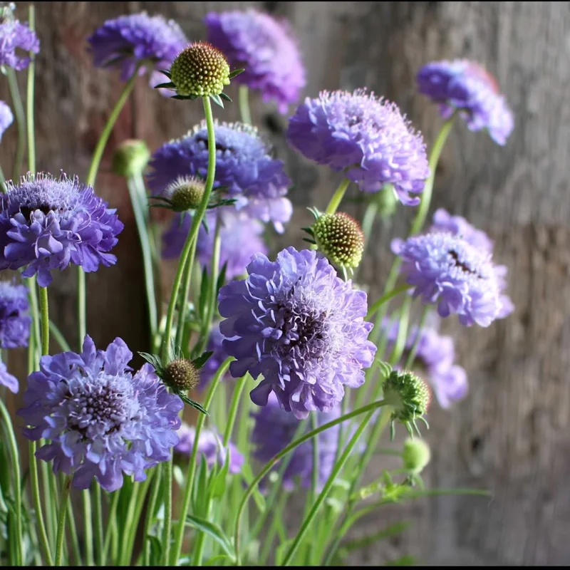 Scabiosa Oxford Blue Seeds - 50 Count - Soft Blue Blooms for Pollinators - Image 2