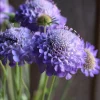 Scabiosa Oxford Blue Seeds - 50 Count - Soft Blue Blooms for Pollinators - Image 1