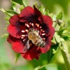 Scarlet Cinquefoil Seeds - 200 Heirloom Potentilla thurberi Seeds for Garden - Image 1