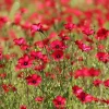 Scarlet Flax Seeds - Linum grandiflorum | 100 Seeds | Vibrant Red Wildflower - Image 1