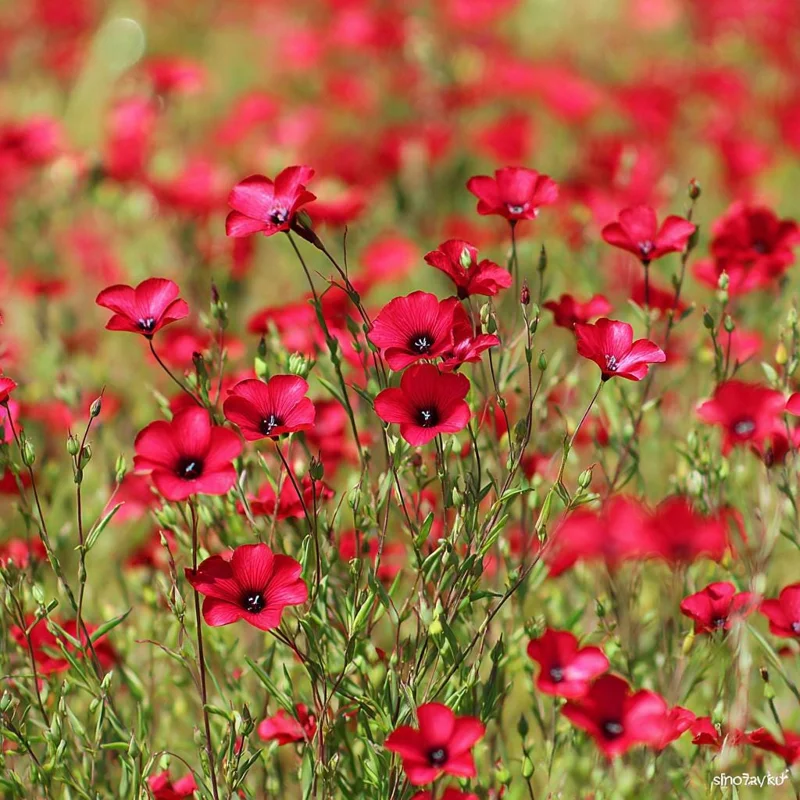Scarlet Flax Seeds - Linum grandiflorum | 100 Seeds | Vibrant Red Wildflower - Image 1