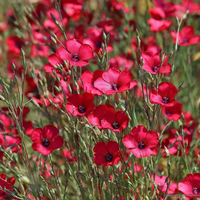 Scarlet Flax Seeds - Linum grandiflorum | 100 Seeds | Vibrant Red Wildflower - Image 2