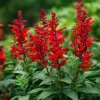 Scarlet Sage Seeds - 100 Count - Vibrant Red Blooms - Attracts Pollinators - Image 1
