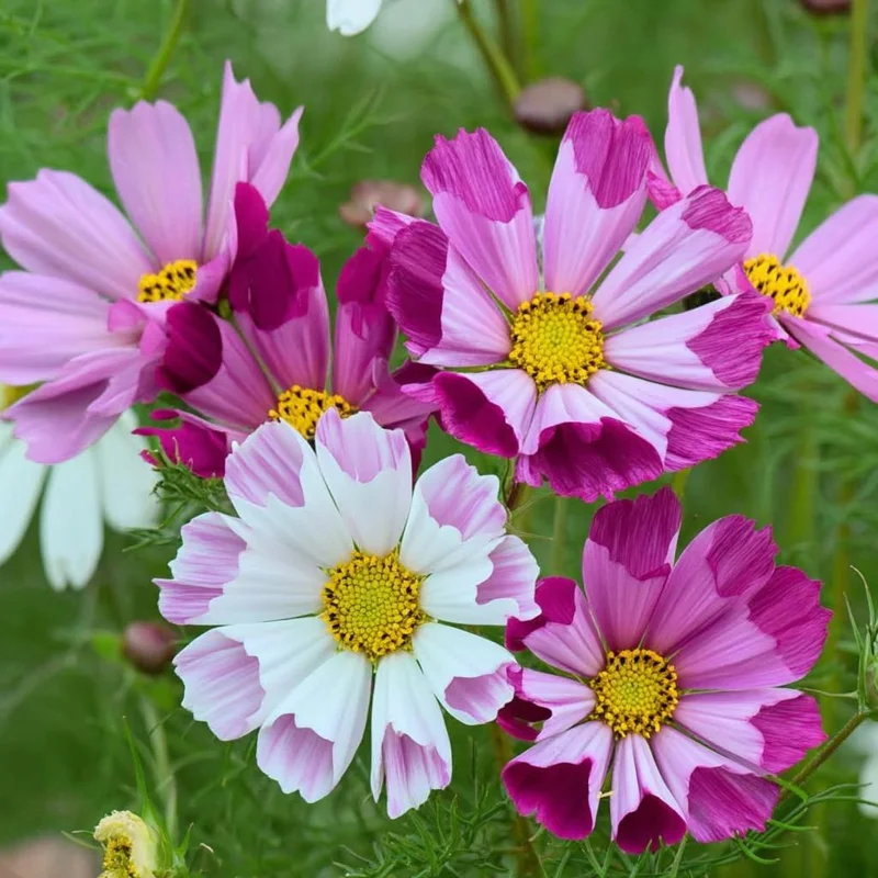 Sea Shells Cosmos Seeds - Unique Tubular Petals, Pollinator Magnet (100 Seeds) - Image 1
