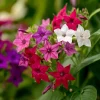 Sensation Flowering Tobacco Seeds Mix – Nicotiana Alata – 500 Seeds – Fragrant, Vibrant Colors - Image 1