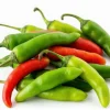 Serrano Pepper Live Plant - 2 Plants Per Pot, 4 Inch Pot, Hot Pepper - Image 1