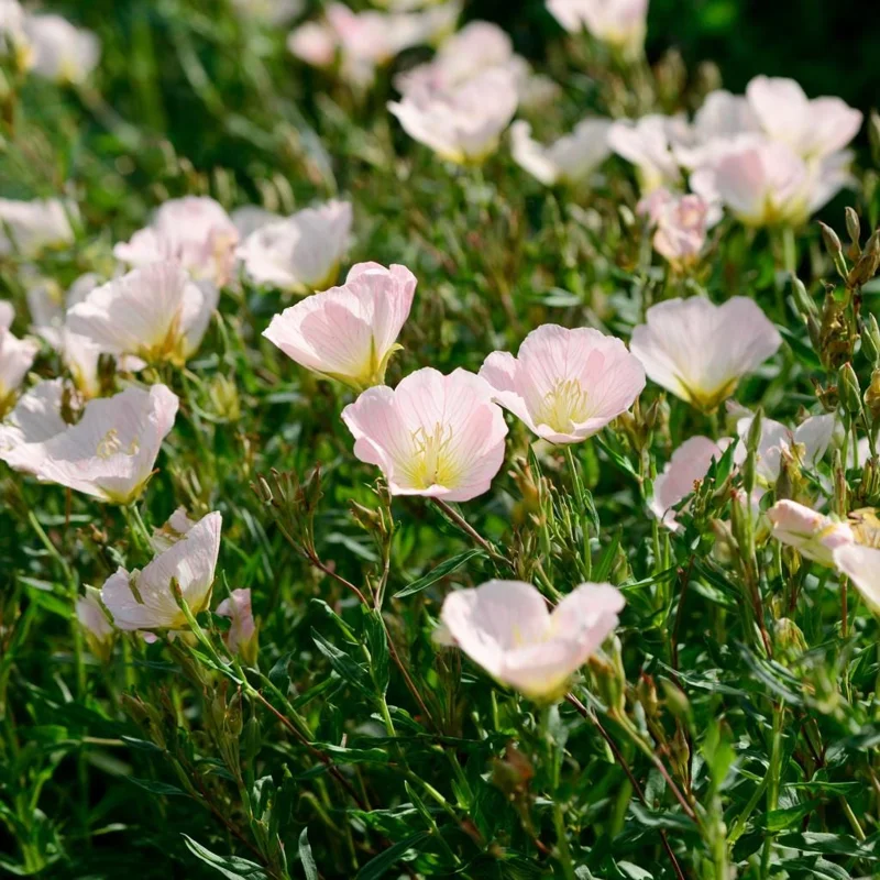 Showy Evening Primrose Seeds – 500 Count, Pink Fragrant Blooms, Oenothera Speciosa - Image 4
