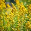 Showy Goldenrod Seeds - 200 Easy-to-Grow Perennial Seeds, Bright Yellow Blooms - Image 1