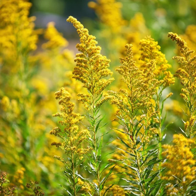 Showy Goldenrod Seeds - 200 Easy-to-Grow Perennial Seeds, Bright Yellow Blooms - Image 1
