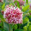 Showy Milkweed Seeds - Asclepias speciosa - 50 Seeds - Native Wildflower - Image 1