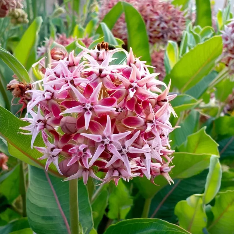 Showy Milkweed Seeds - Asclepias speciosa - 50 Seeds - Native Wildflower - Image 1
