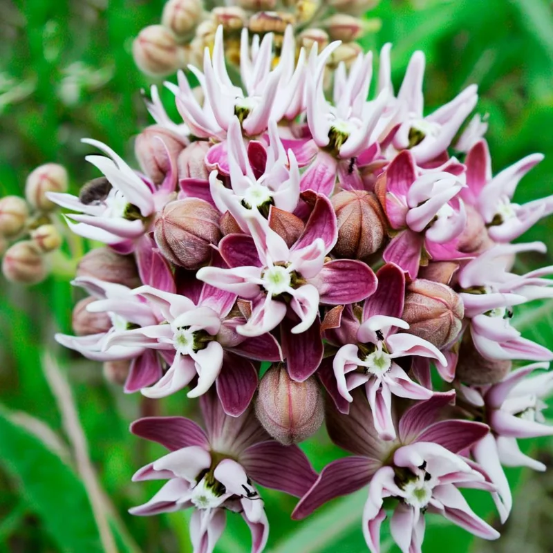 Showy Milkweed Seeds - Asclepias speciosa - 50 Seeds - Native Wildflower - Image 2