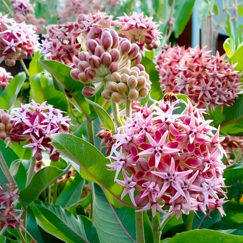 Showy Milkweed Seeds - Asclepias speciosa - 50 Seeds - Native Wildflower - Image 3
